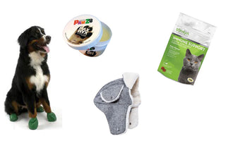 Winter Gear to Keep Your Pet Comfy & Cozy