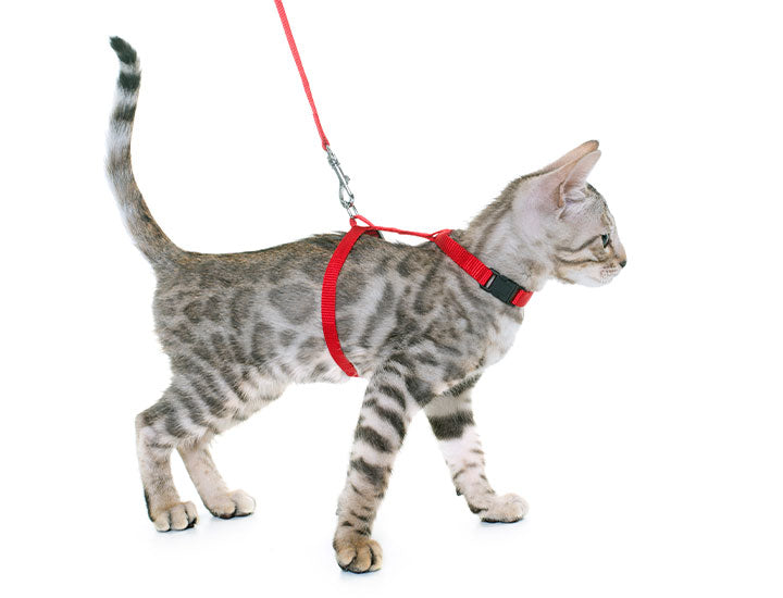 Cat Leashes & Collars