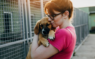 Best Items to Donate to Your Local Animal Shelter