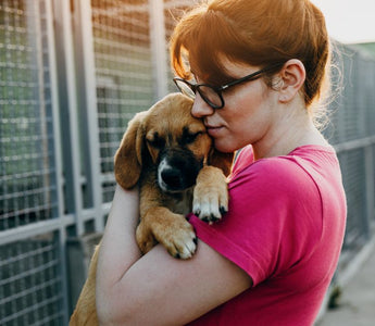 Best Items to Donate to Your Local Animal Shelter