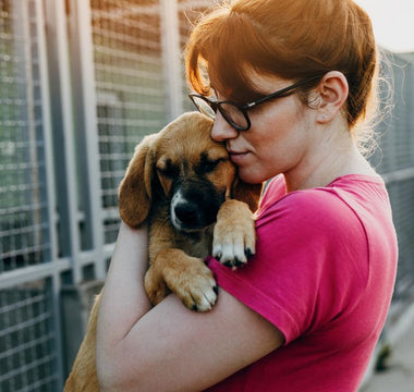 Best Items to Donate to Your Local Animal Shelter