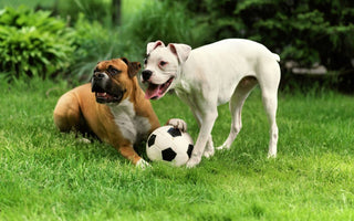 5 Best Dog Breeds for Families