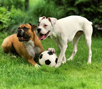 5 Best Dog Breeds for Families