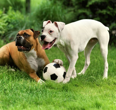 5 Best Dog Breeds for Families