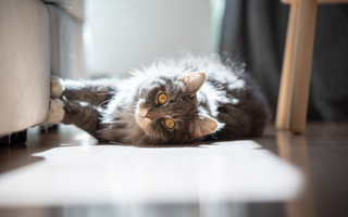 5 Tips to Keep Your Cat from Scratching Your Furniture.