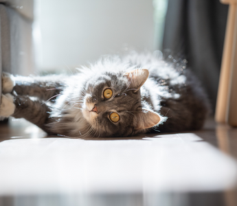 5 Tips to Keep Your Cat from Scratching Your Furniture.