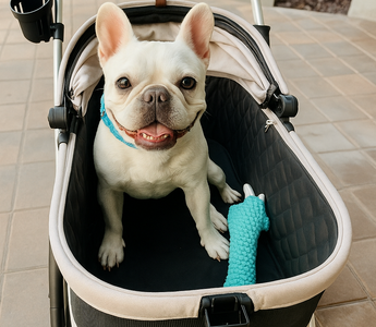 Moving Cross Country with Your Pet: Watch for Hidden Changes Like Allergies