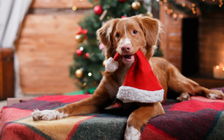 Fun Ways to Include Your Pet in Holiday Festivities