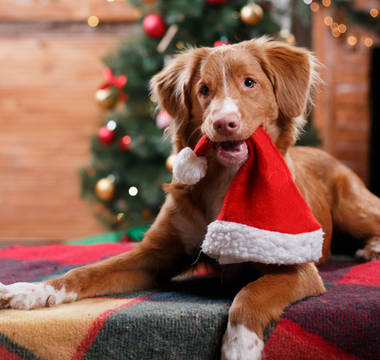 Fun Ways to Include Your Pet in Holiday Festivities