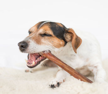 5 Dental Treats Your Dog Will Love!