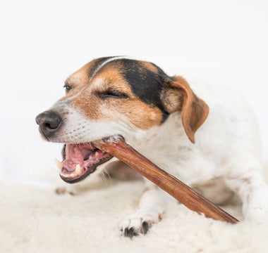 5 Dental Treats Your Dog Will Love!