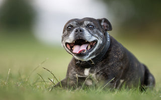 8 Food & Supplement Choices for Your Senior Pup
