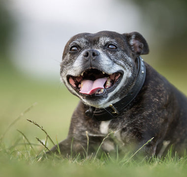 8 Food & Supplement Choices for Your Senior Pup