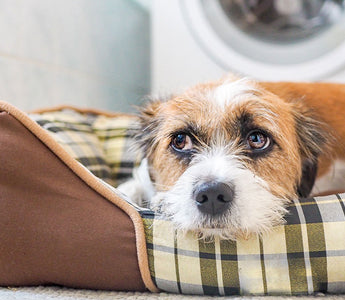 10 Tips for Dealing with Canine Anxiety