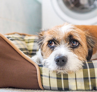 10 Tips for Dealing with Canine Anxiety