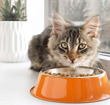 Understanding Your Feline Friend's Dietary Needs