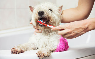 Pet-Approved Dental Treats & Chews