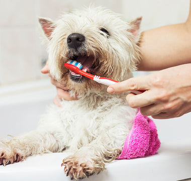 Pet-Approved Dental Treats & Chews