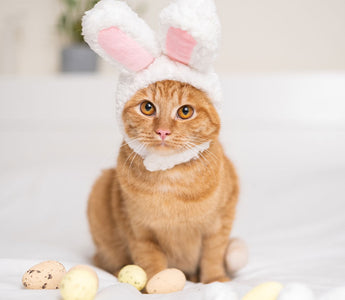 8 DIY Pet Easter Treats from Pinterest