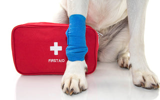 5 Things to Know About Pet First Aid