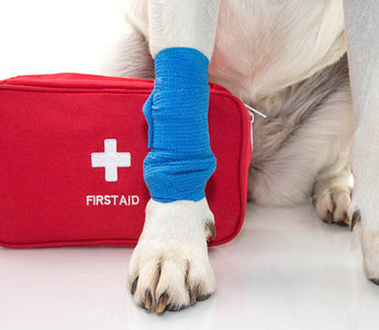 5 Things to Know About Pet First Aid