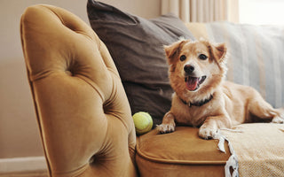 Pet-Friendly Indoor Activities: Beating the Winter Blues Together