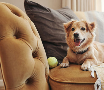 Pet-Friendly Indoor Activities: Beating the Winter Blues Together