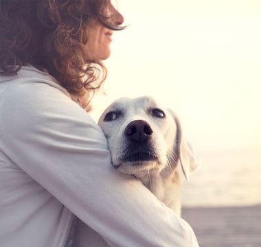 8 Ways to Keep Your Furry Friends Safe
