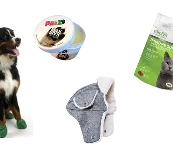 Winter Gear to Keep Your Pet Comfy & Cozy
