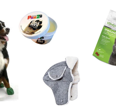 Winter Gear to Keep Your Pet Comfy & Cozy