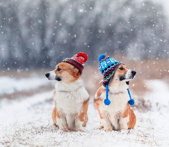 Cold Weather Care: A Guide to Winter Pet Grooming