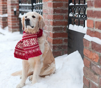Cold-Weather Safety Tips for Pets: A Guide to Keeping Your Fur Babies Warm
