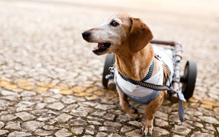 🐾 November is Senior Pet Month: Celebrating Our Golden Oldies