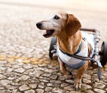 🐾 November is Senior Pet Month: Celebrating Our Golden Oldies