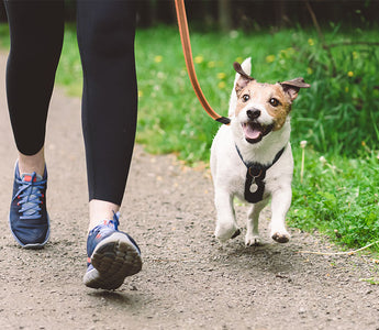 6 Stylish & Functional Leashes for Springtime Strolls