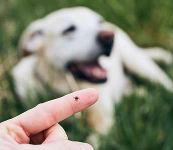 10 Lyme Disease Prevention Tips for Responsible Pet Owners