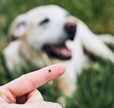 10 Lyme Disease Prevention Tips for Responsible Pet Owners