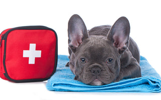 Essential Pet-First Aid Skills Every Pet Owner Should Know