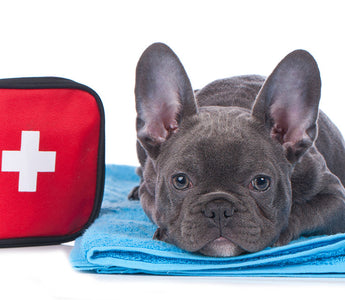 Essential Pet-First Aid Skills Every Pet Owner Should Know