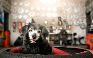 Tips for Caring for Your Senior Dog