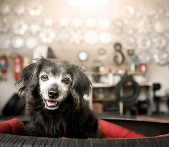 Tips for Caring for Your Senior Dog