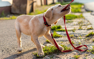 5 Puppy Training Tips to Keep You Sane