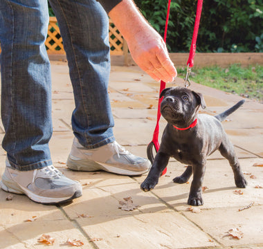 The Importance of Training Your Puppy
