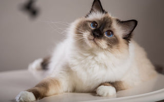 Pure Breed Cat Breeds You're Sure to Love