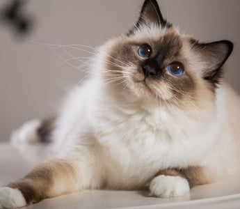 Pure Breed Cat Breeds You're Sure to Love