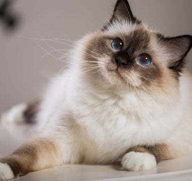 Pure Breed Cat Breeds You're Sure to Love