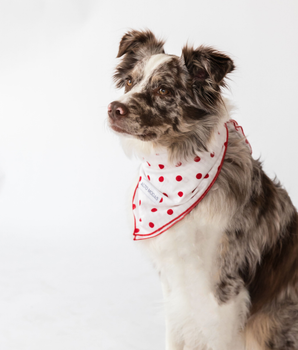 Buddy Dog Bandana