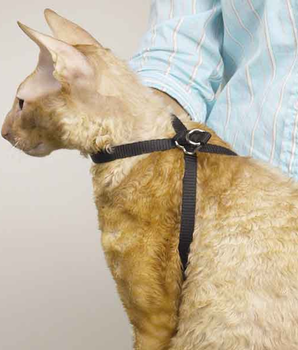 TP Adj Nylon Groom Cat Harness 40In