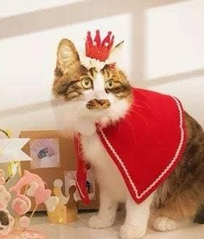 Merry Christmas Crown for pets