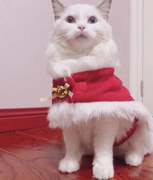 Merry Christmas Pets Beautiful Clothes